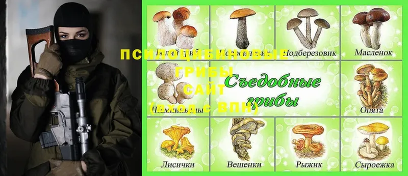 Псилоцибиновые грибы Psilocybine cubensis  Завитинск 